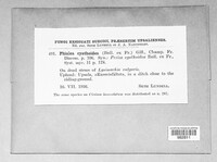 Cyathicula cyathoidea image